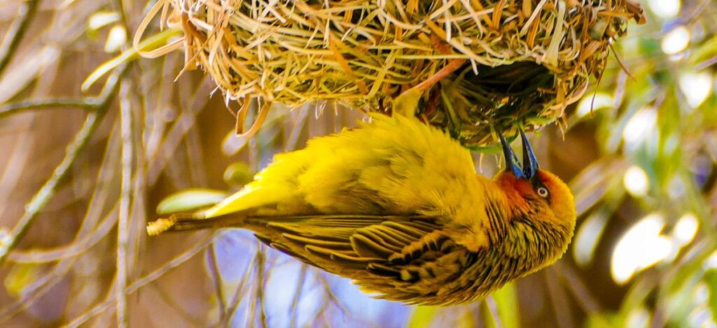 Webervogel beim Nestbau