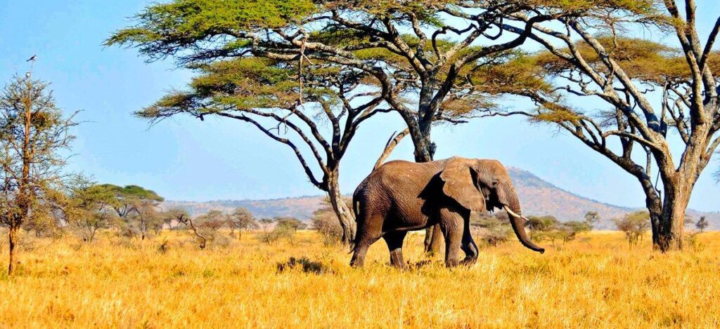 Elefant in der Serengeti