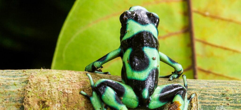 Pfeilgiftfrosch