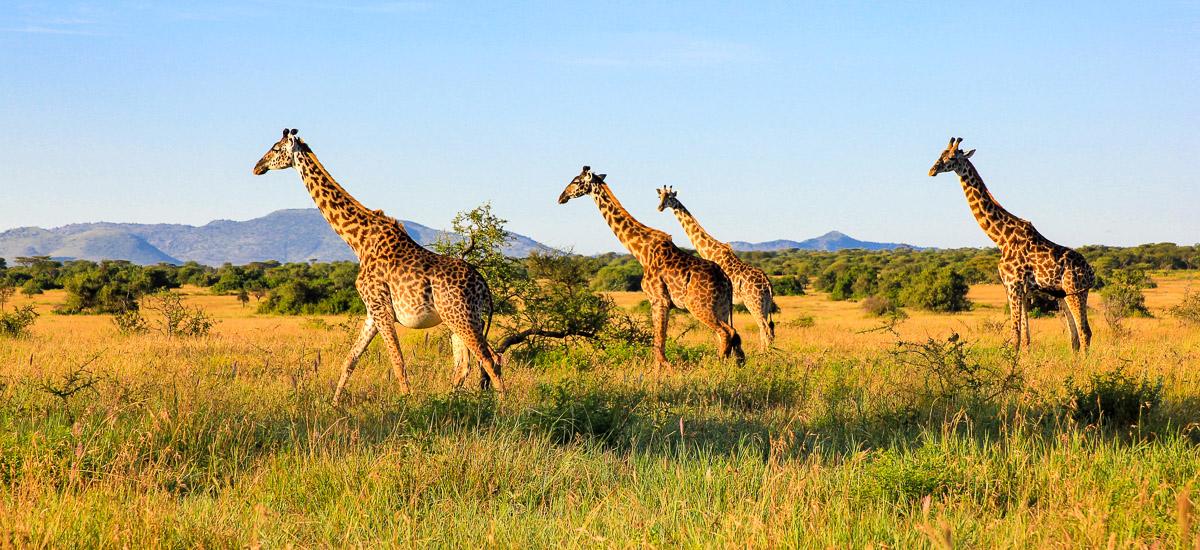Giraffen in der Serengeti