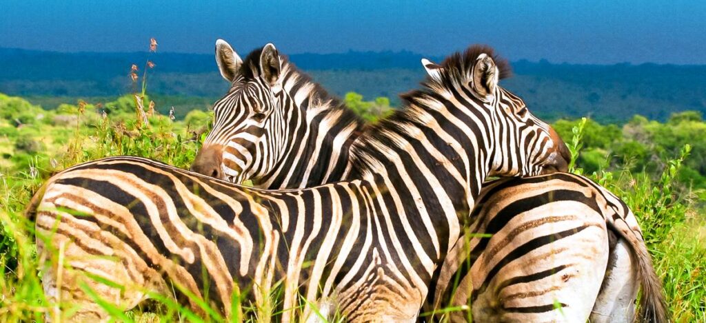 Sympathiebekundung zweier Zebras