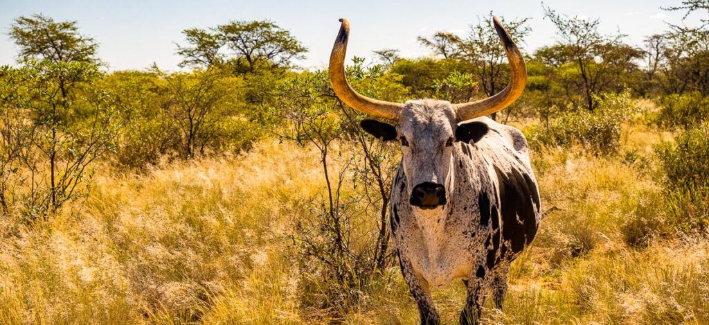 Nguni-Rind