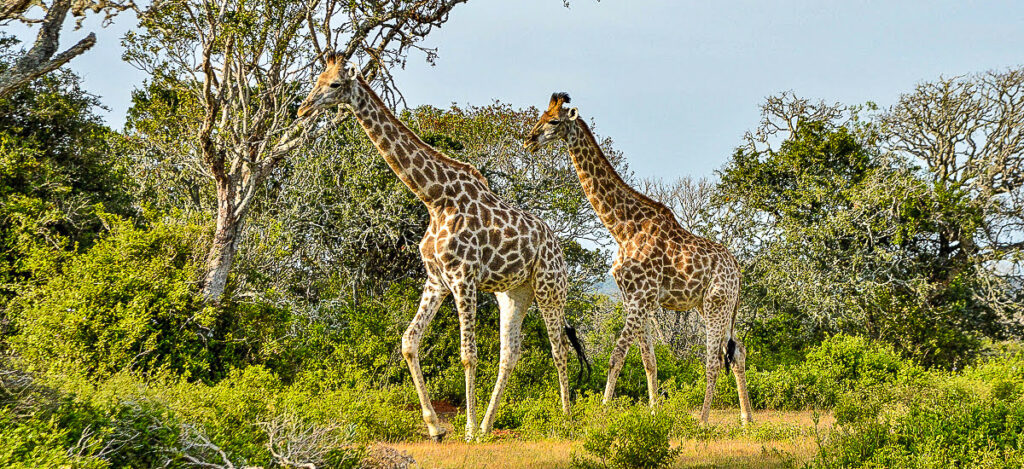 Giraffen im Shibuya Game Reserve
