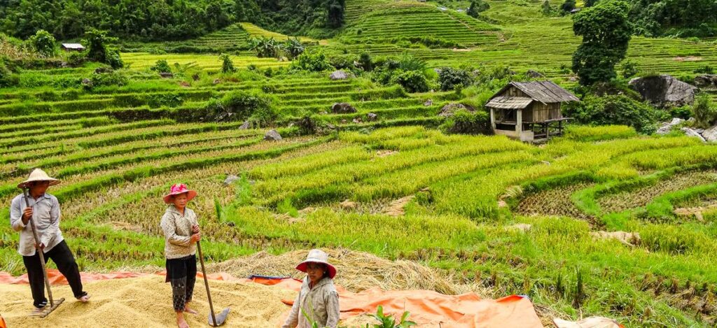 Arbeit der Reisbauern in Sapa