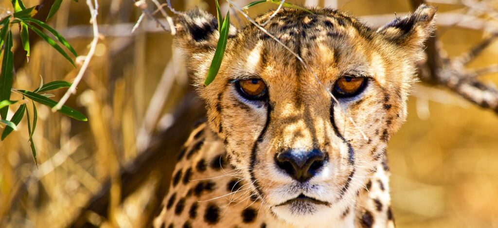 Gepard