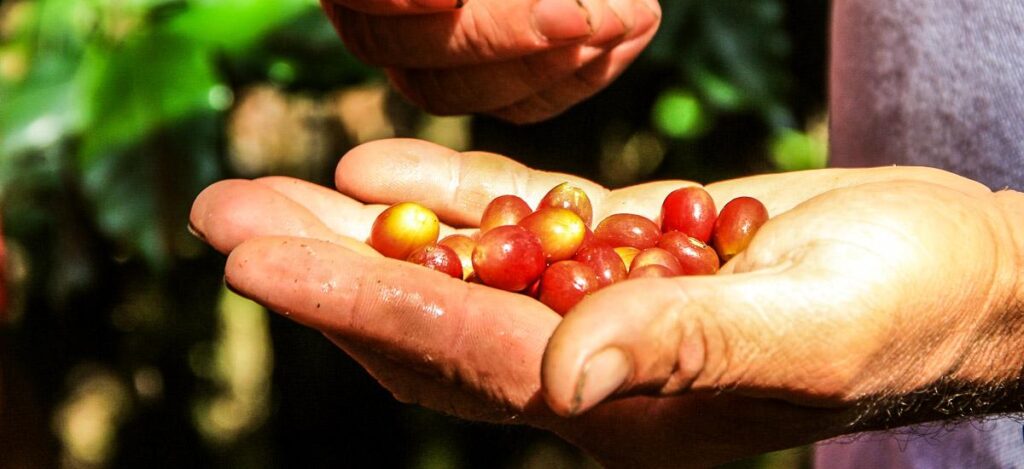 Costa Ricas Gold - Kaffee
