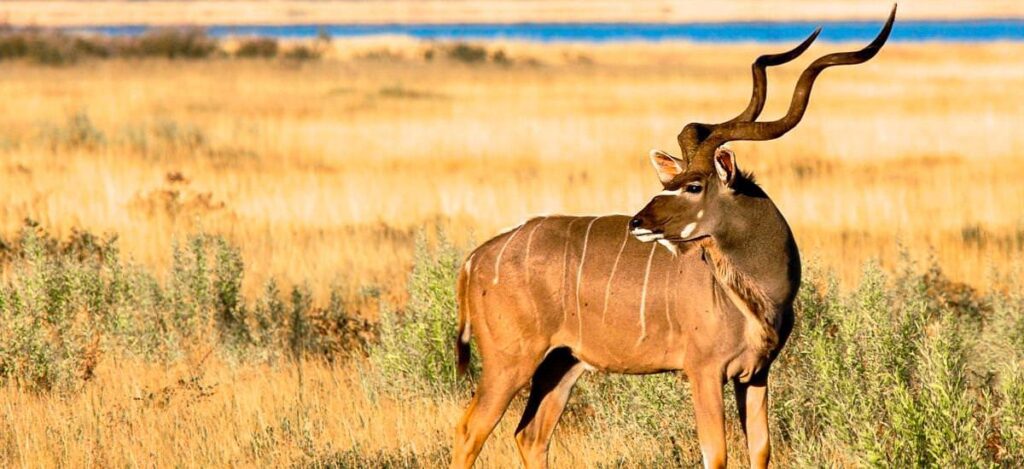 Ein Kudu