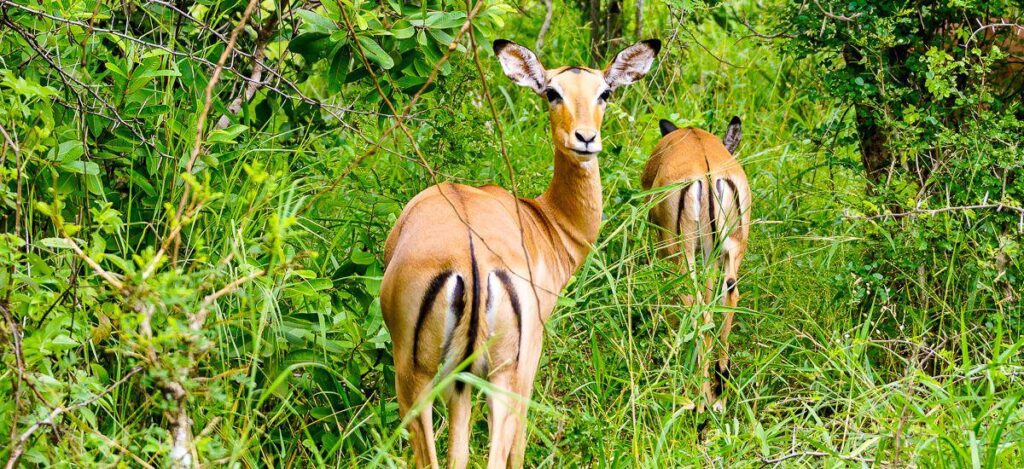 Aufmerksame Impalas