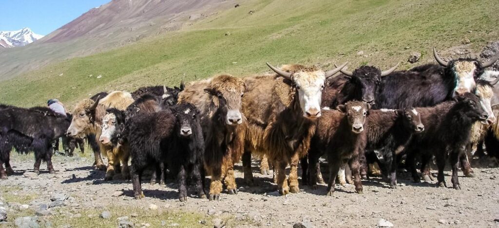 Yaks in den Bergen