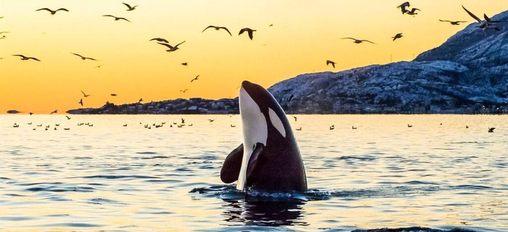 Orca