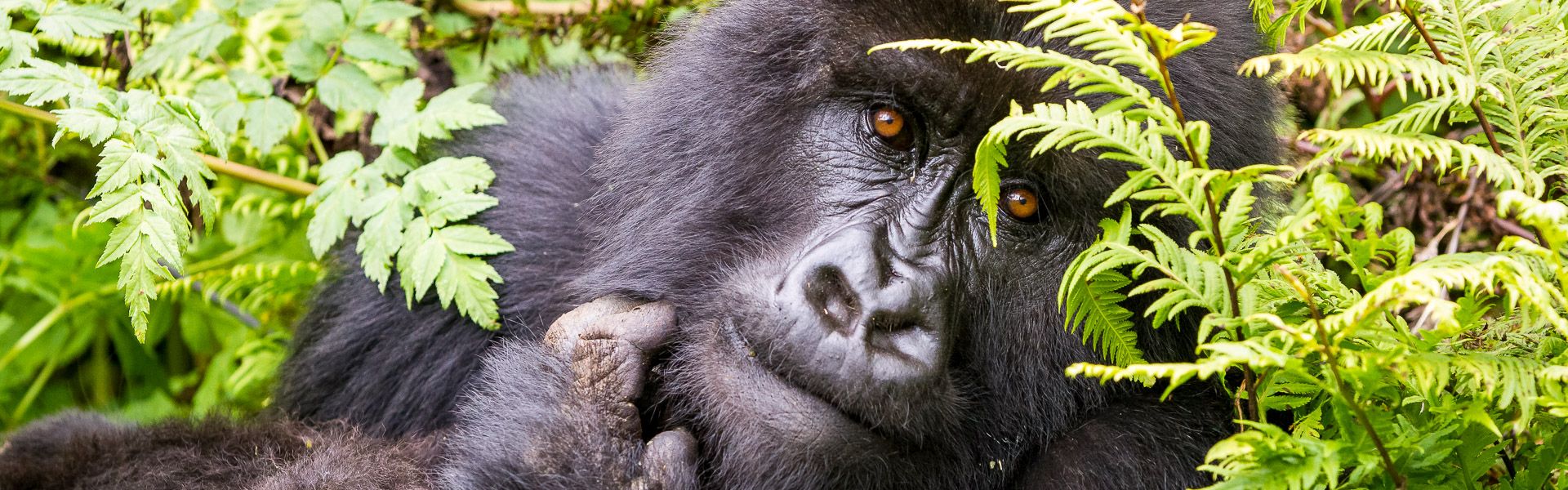 Auge in Auge mit dem Gorilla