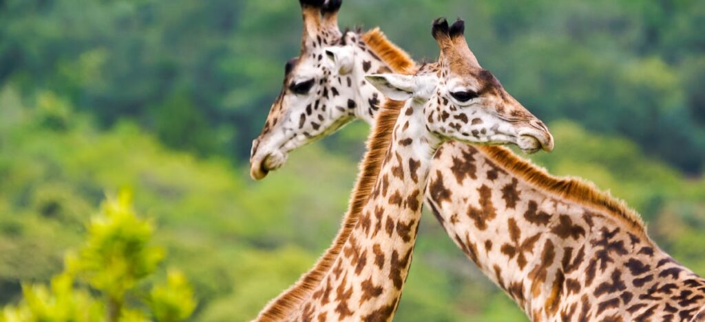 Junge Giraffen üben den Kampf