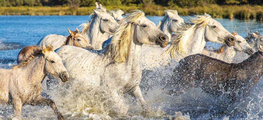 Wildpferde in der Camargue