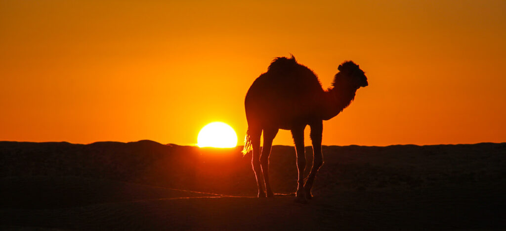 Kaml im Sonnenuntergang