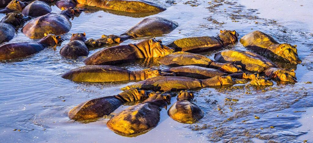Flusspferde in der Serengeti