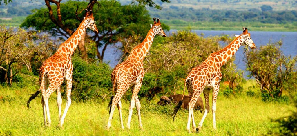 Rothschildgiraffe
