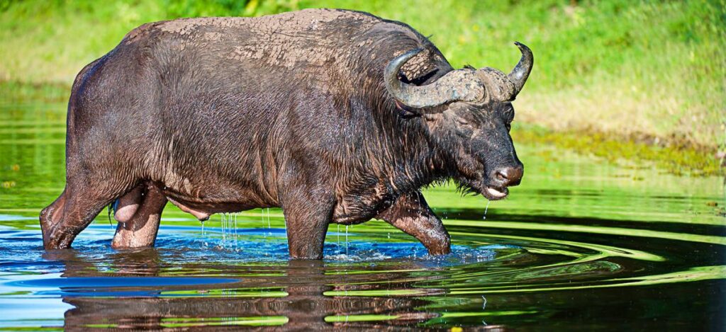 Büffel am Okavango