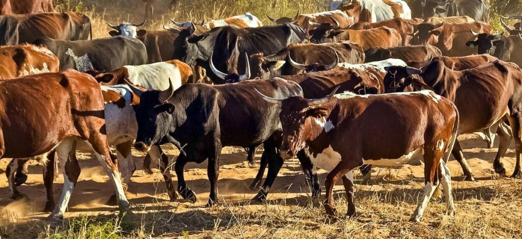 Nguni-Rinder