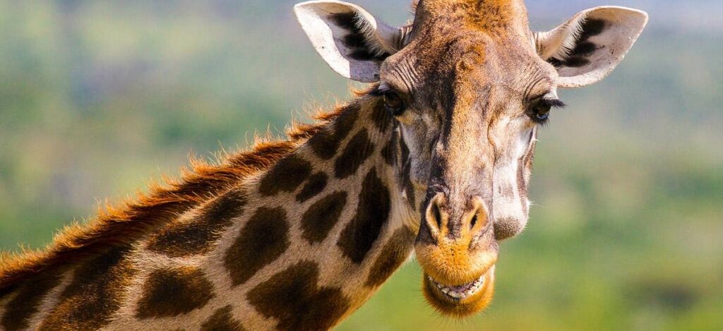 Mit Giraffen auf Augenhöhe
