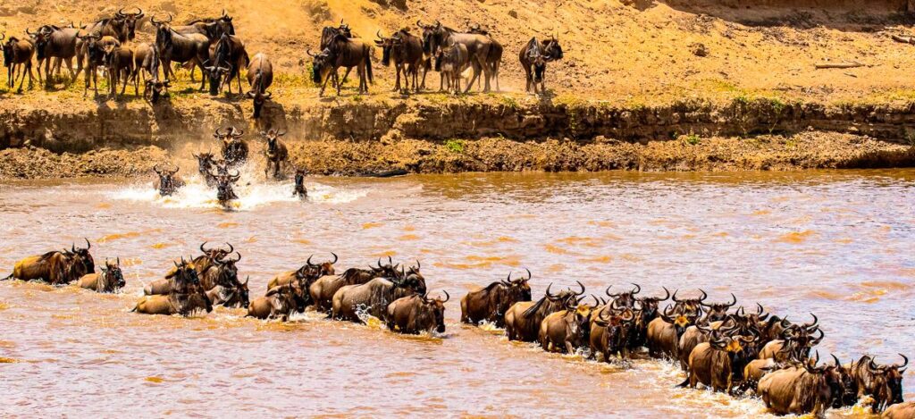 Wanderung der Gnus durch den Fluß Mara