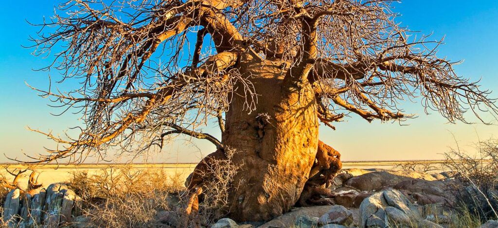 Baobabbaum am Rande der Salzpfanne