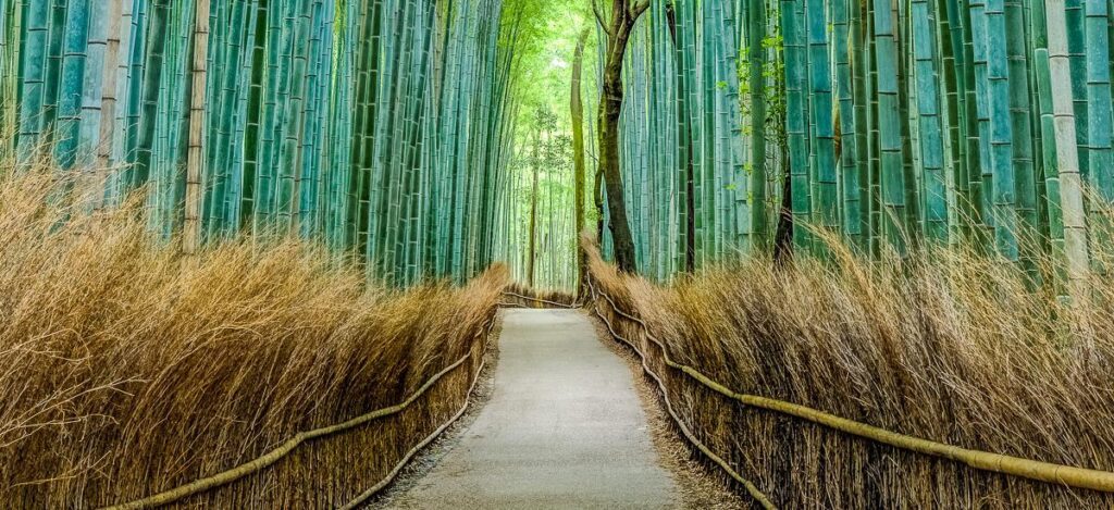 Arashiyama Bambus Wald