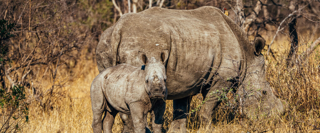 Nashorn