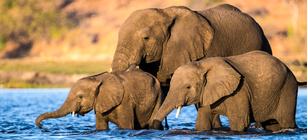 Elefanten überqueren den Fluss Chobe