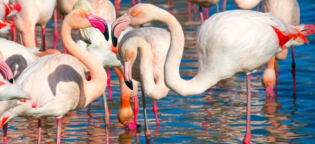 Flamingos im Schwemmland der Camargue