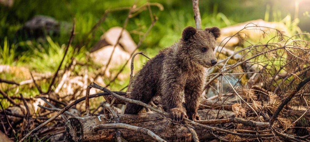 Braunbär