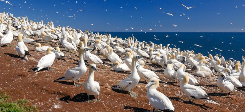 Gannets