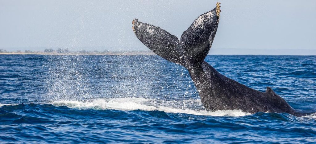 Whale Watching