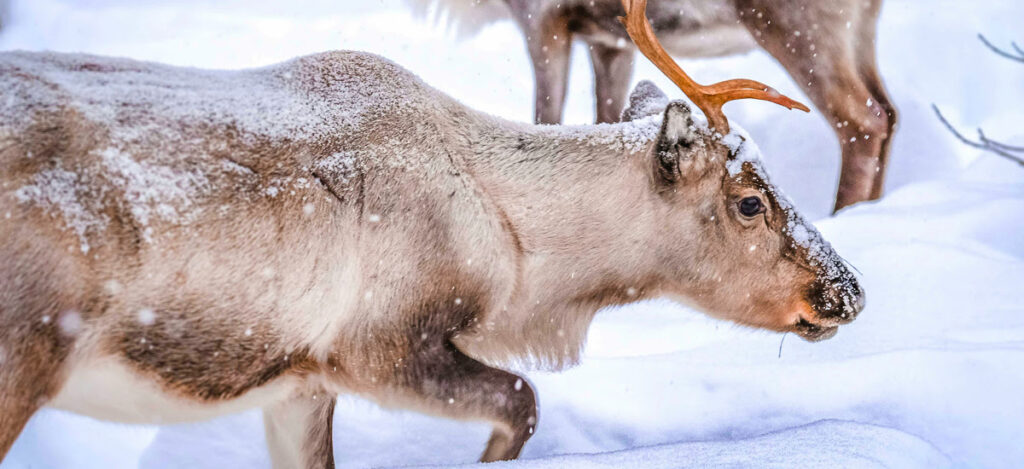 Rentiere im Schnee