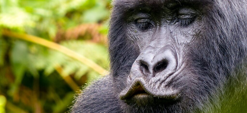 Gorilla mit Schmollmund
