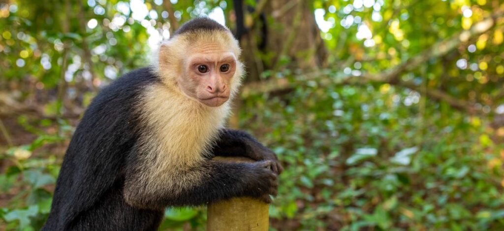 Affe im Nationalpark Manuel Antonio