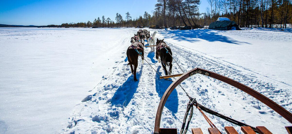 Husky-Schlittenfahrt in Lappland