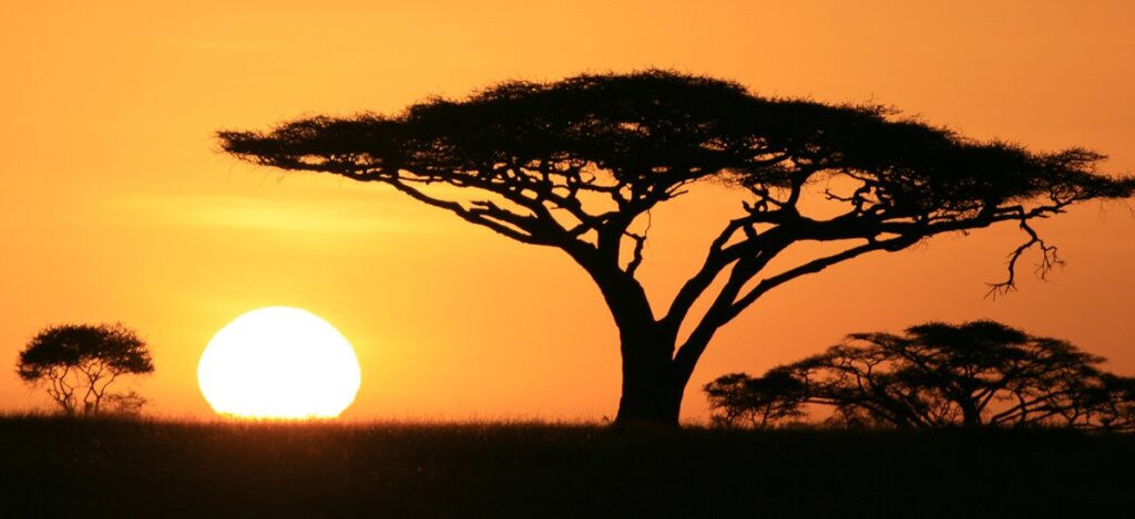 Frühmorgens in der Serengeti