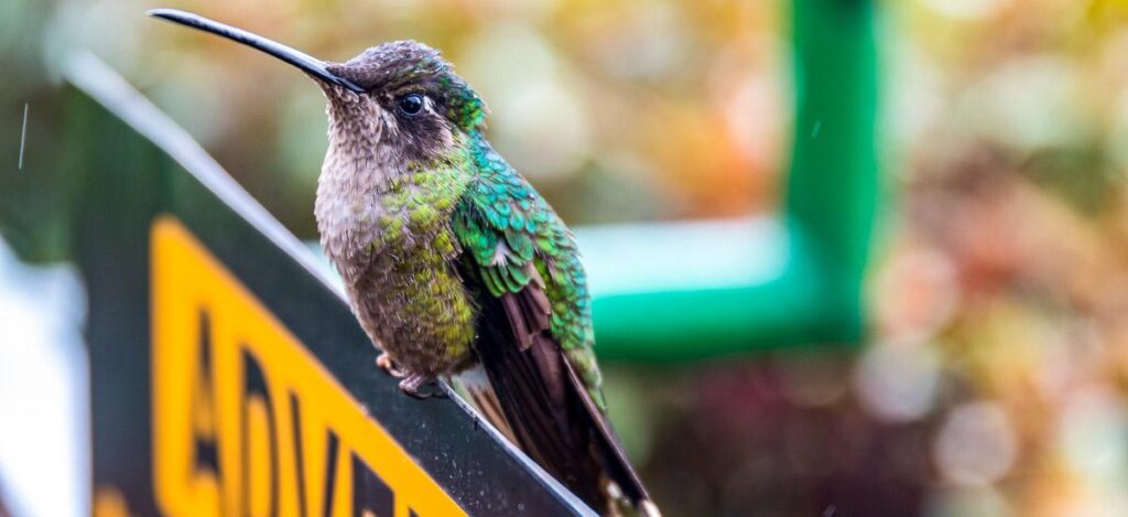 Abenteuerlicher Kolibri