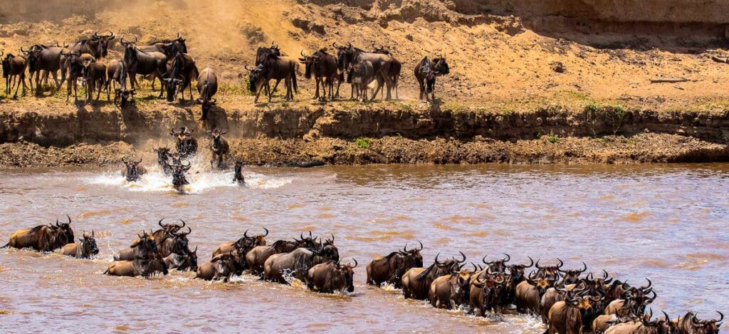 Wanderung der Gnus durch den Fluß Mara