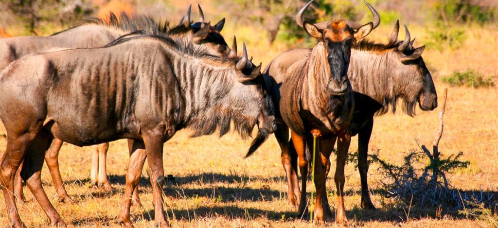 Gnu-Herde in der Savanne