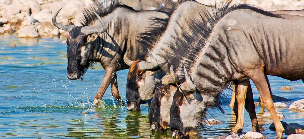 Streifengnus am Wasserloch