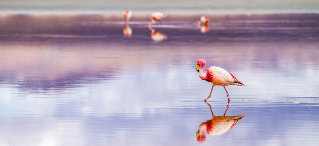 Flamingos in der Laguna Colorada