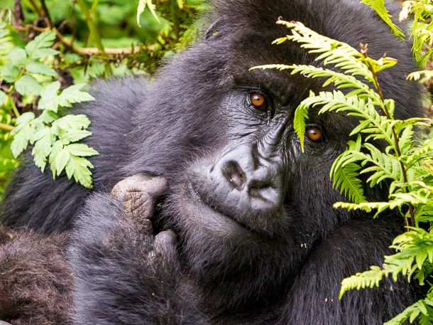 Auge in Auge mit dem Gorilla
