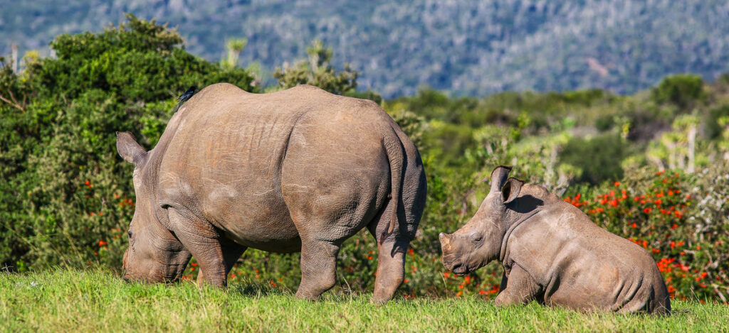 Mom and Babe Rhino