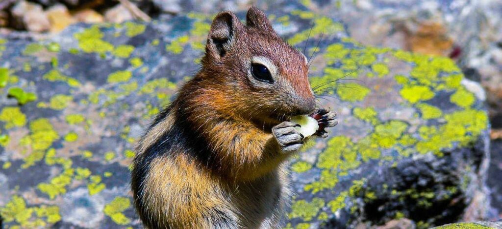 Streifenhörnchen