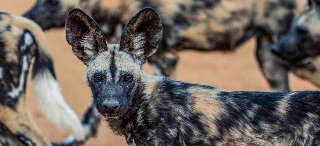Wildhunde