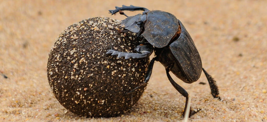 Dung Beetle