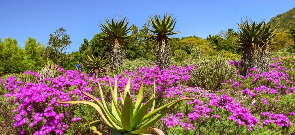 Botanischer Garten in Kirstenbosch