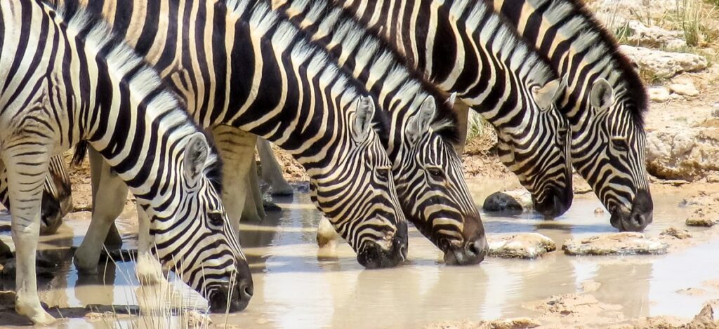Zebrastreifen am Wasser