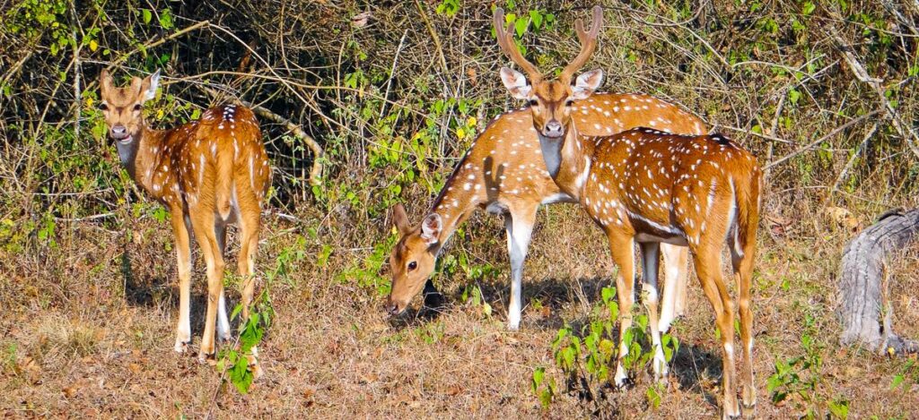 Bandipur Nationalpark